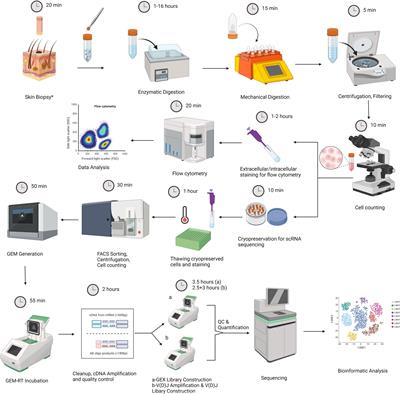 A cost-effective protocol for single-cell RNA sequencing of human skin